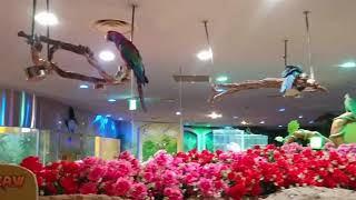 롯데월드 환상의숲 앵무새 애엥애앵