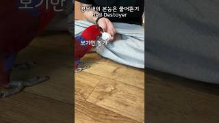 앵무새는 키친타올 장난감이 맘에 들어