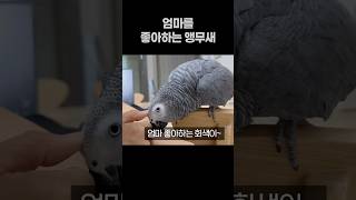 엄마를 좋아하는 지 할 말만 하는 앵무새  회색앵무 잠바