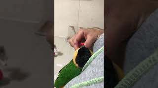 카이 큐 아기새 귀여움