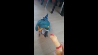 청금강 콴vs꼬꼬인형