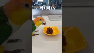 환타삐삐미니포도 먹방 #카이큐 #parrot #birds #포도#먹방#앵무새