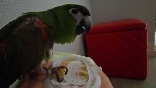 앵무새. 한스마카우. 이름: 루비. 2013년 출생. 남자. 13세