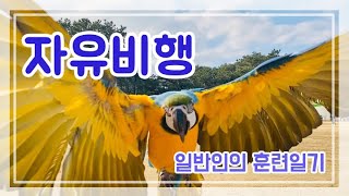 [리메이크]도일이 자유비행 훈련일기/ Freefligh…