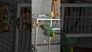 망고언니 눈치 보는 라임이 ㅋㅋ#퀘이커#오렌지윙아마존#parrot #앵무새