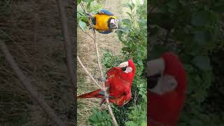 말하는 홍금강 아롱이