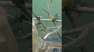 카멜롯금강앵무 vs 뉴기니아앵무