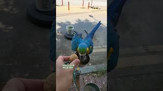 호두를 사랑하는 청풍이 #청금강앵무새 #청풍이