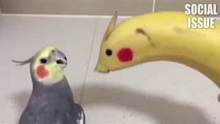 사람들이 앵무새를 키우는 이유 2018 웃긴영상   #…