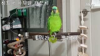 아줌마 수다에 ,,빡치는/ 아마존 히트 Amazon Parrot