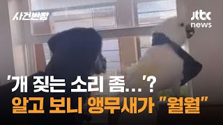 '개 짖는 소리 좀…'? 알고 보니 앵무새가 "월월" #글로벌픽 / JTBC 사건반장