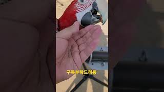 홍금강앵무새 #shorts