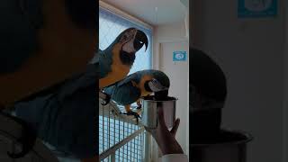 물마시는 청금강앵무새