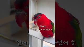 집에서 탈출하고 하품하는 앵무새  