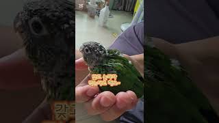 코뉴어 앵무새 펠렛 먹는 연습중~ #앵무새 #코뉴어 #…