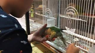 앵무새 키우기 코뉴어2, 모란2, 사랑1