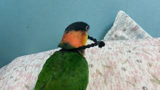 카이큐앵무새) 머리핀이 목에 걸려 도움청하는 티모!!