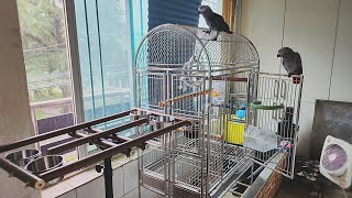 새로운 놀이터가 생긴 회색앵무들의 반응은?