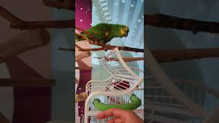 아마존 앵무새 로또3