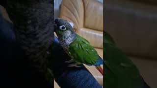 코뉴어앵무새#하랑이♡하봉이