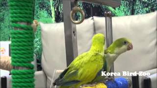 Monk parrot(in korea)