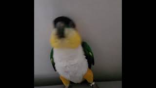 둘리~~ (카이큐)신남