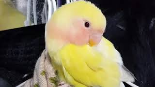 우리 앵무 졸구 있데요