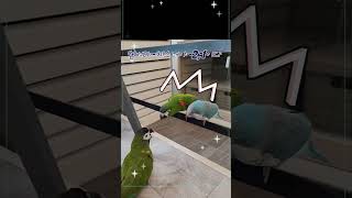 #귀요미 마카우#봉멍지#횽제둘이똘똘뭉친 #의좋은횽제