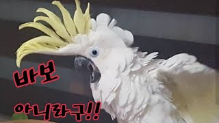 바보라고 놀리자 극대노한 앵무새 다롱씨