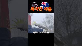 #shorts ️ #호주 에서 만난 특이한 새들 #Co…