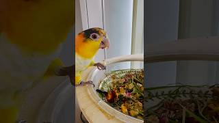 #카이큐 #앵무새#whitebelliedcaique #parrot #birds #cute