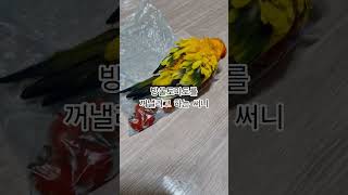 써니야 니가 방울토마토를 알아?  #썬코뉴어 #parr…