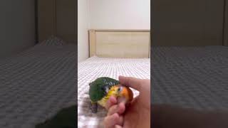 태어난지 52일째! 노란머리카이큐 쪼르르 넘 귀여워 #…