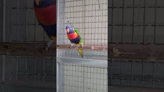 기분이 너무 좋은 오색 청해 앵무 숫놈