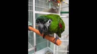 말하는 앵무새. 한스마카우(가을이)