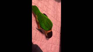 카이큐앵무새) 머리핀 뺐는줄 알고 화가 잔뜩난 티모!!