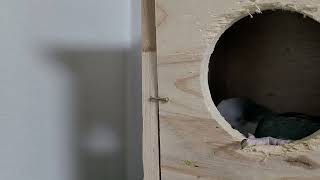 말잘하는앵무#블루퀘이커 parrot