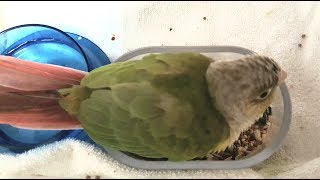 [앵무파파] 밥그릇 안에서 밥을 먹는 '모두' ^^ [2020.02.08]