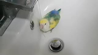 귀염 주의보!!!  주인 말 잘 듣는 12년째 같이 사…