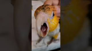 장난꾸러기 노랑머리 카이큐앵무새 아코리코