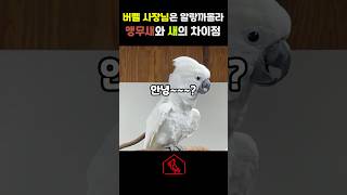 사장님은 알랑까몰라~~~시간입니다 #앵무새 #앵무새키우…