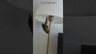 종치고 놀기 ( Playing with a bell )…