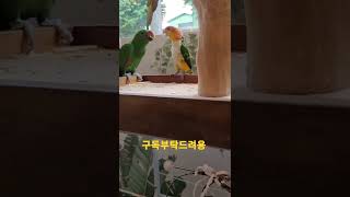 장난꾸러기 카이큐앵무새 아코 #shorts