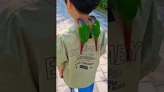 앵무새들은 이렇게 산책을 한다....절대 스스로 안걸어다니는...