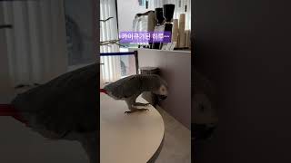 #회색앵무새 #커피숍  #너무웃긴 하루예요  #카이큐처…