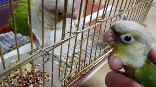 [앵무파파] 코뉴어 막둥이 아기 &#39;모두&#39;…