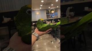 아마존 앵무새 눕방