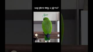 [지구젤리] 우리집 앵무새 데뷔할 수 있을까요? / 노…