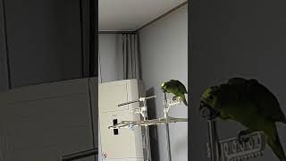 귀농귀촌 아마존앵무새 말하고놀아주기