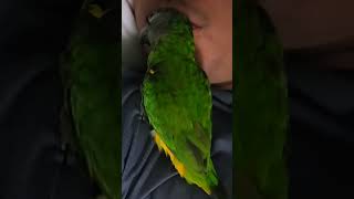 세네갈 앵무새 #parrot #앵무새 #birds #반…